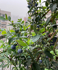 �ֵ���ݮ�����ˣ����ڴ�