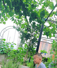 楼顶菜园记,晒一晒我家去年葡萄的结果量