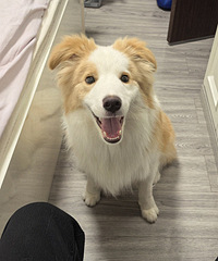 Ѱ�����ڻ���ƺ�����߶�