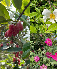 ��������̹���Ұ��������ӣ�ӣ��������