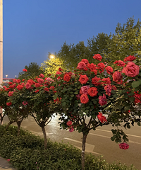 ����·�м������ϵ���ʲô�����̲�ס��ȥ͵��