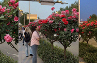 ����·�м������ϵ���ʲô�����̲�ס��ȥ͵��