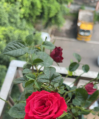 有喜欢种花的老花友吗,可以交流交流经验心得