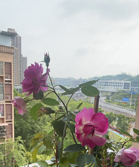 有喜欢种花的老花友吗,可以交流交流经验心得