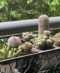 又到了仙人球的花期,买回来就能看花