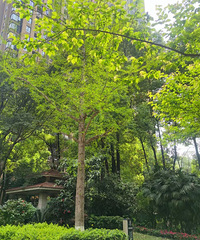 87175CMͶĸ飬̲ȾƲ