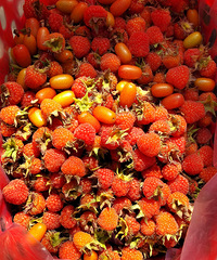 ����ƺɭ�ֹ�԰��Ұ����