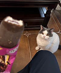 �ó�è������ѩ�������ˮ