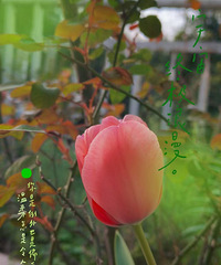 走进我的是英式自然风花园,依然是杂草比花朵