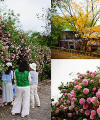 �����������Ǿޱ������ȷʵ�ʺϴ�