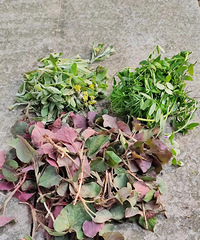 ������ɽƺ���Ӵ�Ұ ���ж�ͯ��԰������