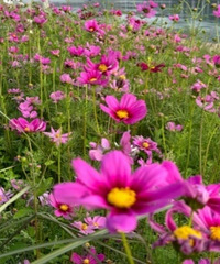 重庆主城区的格桑花真的杀疯了|路线+实况