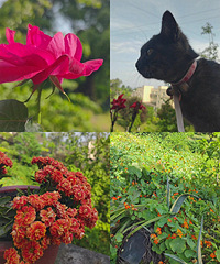 �������µĴ��죬ïʢ����