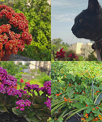 �������µĴ��죬����ïʢ�������ţ�