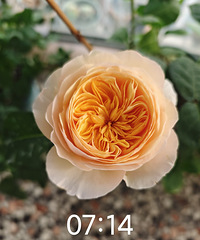 晒一晒今年阳台种的花花们,爆花啦