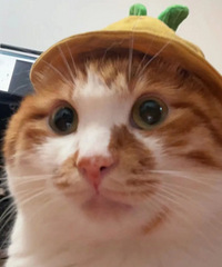 ���Ǹ�ĸ������ô�������ƴ߻�ģ���ĺ���Ϣ��