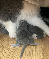 è�㴲���������ĸ���