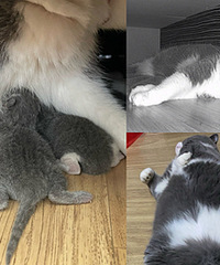 è�㴲�������ĸ��̣�ϲ��ĸ��ƽ��