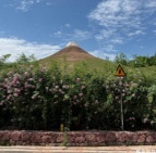 “富士山下”的花墙