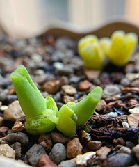 ����Ķ���Ҫ��ʼ������