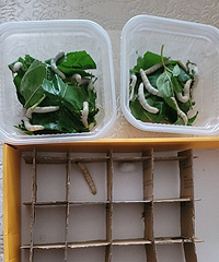 ����һ����������˿��