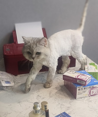 �Һ����е������