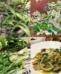 吃了野菜天花板,海拔2千米的南川天蒜