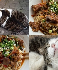 这家面的猫火了后,现在正式开始营业了