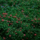 无人的玫瑰花海