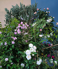 ҹɫ��������Ż�԰����