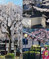 �����޶�������һ��ӣ��������