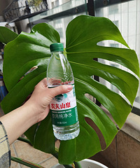 �걳����Ҷ����40���״�