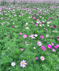 Ϫ԰ǸصطҵһĸɣĴ򿨵