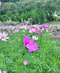 Ϫ԰ǸصطҵһĸɣĴ򿨵