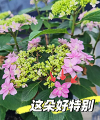 �ѳΡ����������ɫ�ɹ���