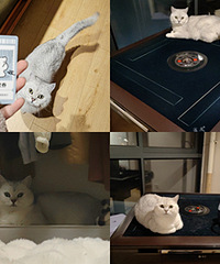 è�������齫���ϣ��Ѳ���������齫��