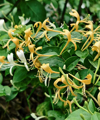 ����80-87��δ���У�����Ƕ���ɳ�������山�ģ��������ţ�