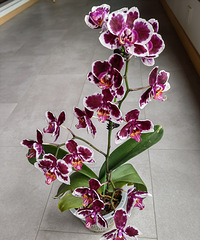 ��������������ֳ��Ȥ