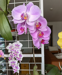 ��������������ֳ��Ȥ