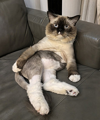 1��벼ż�ܵ��޳�����