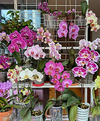 ��Ӻ�����һ�����˼�ʮ��