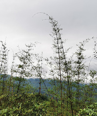 �ж�������������ũ���ˣ��ж����˸ɹ���Щũ��