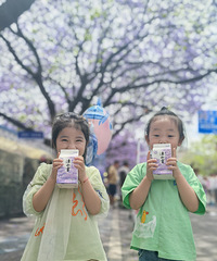 一定要去西昌看蓝花楹