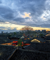 2025五一去西昌看了蓝花楹