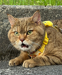 ����è������С�ϻ�����