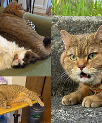 �����ҵ�è��Ȼ��һֻ���ȵ�С�ϻ�