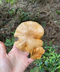 下雨该采蘑菇了…