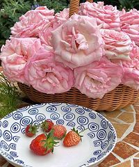 ¶̨С��԰�ĸ�������