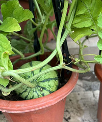 ���п��Ĳ�Ҷ����������������