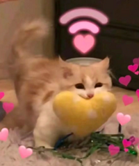 ��Թ���Щ����������������ʳ��һ�������ల��